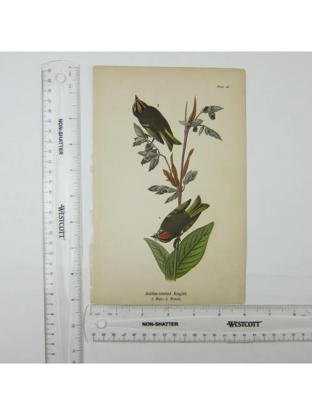 Bird Litho Print Golden-crested Kinglet After John James Audubon Antique 1890